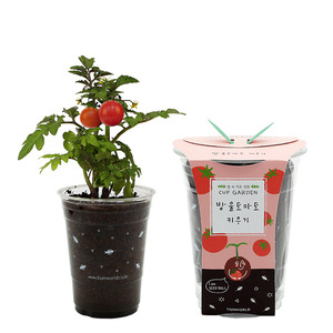 [새싹가게014] 컵가든 - 방울토마토