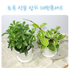[개똥이네568] 초록식물키우기10인용세트(도자기화분포함)